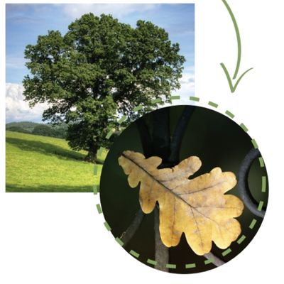 reconnaitre le chene lors d'une ballade en foret